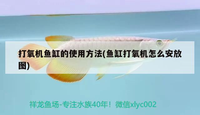 龍利魚的品牌（龍利魚啥樣） 龍魚批發(fā) 第1張