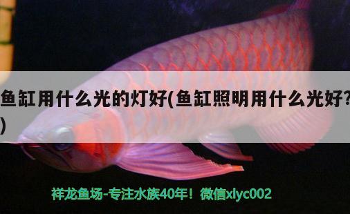 魚缸用什么光的燈好(魚缸照明用什么光好?)