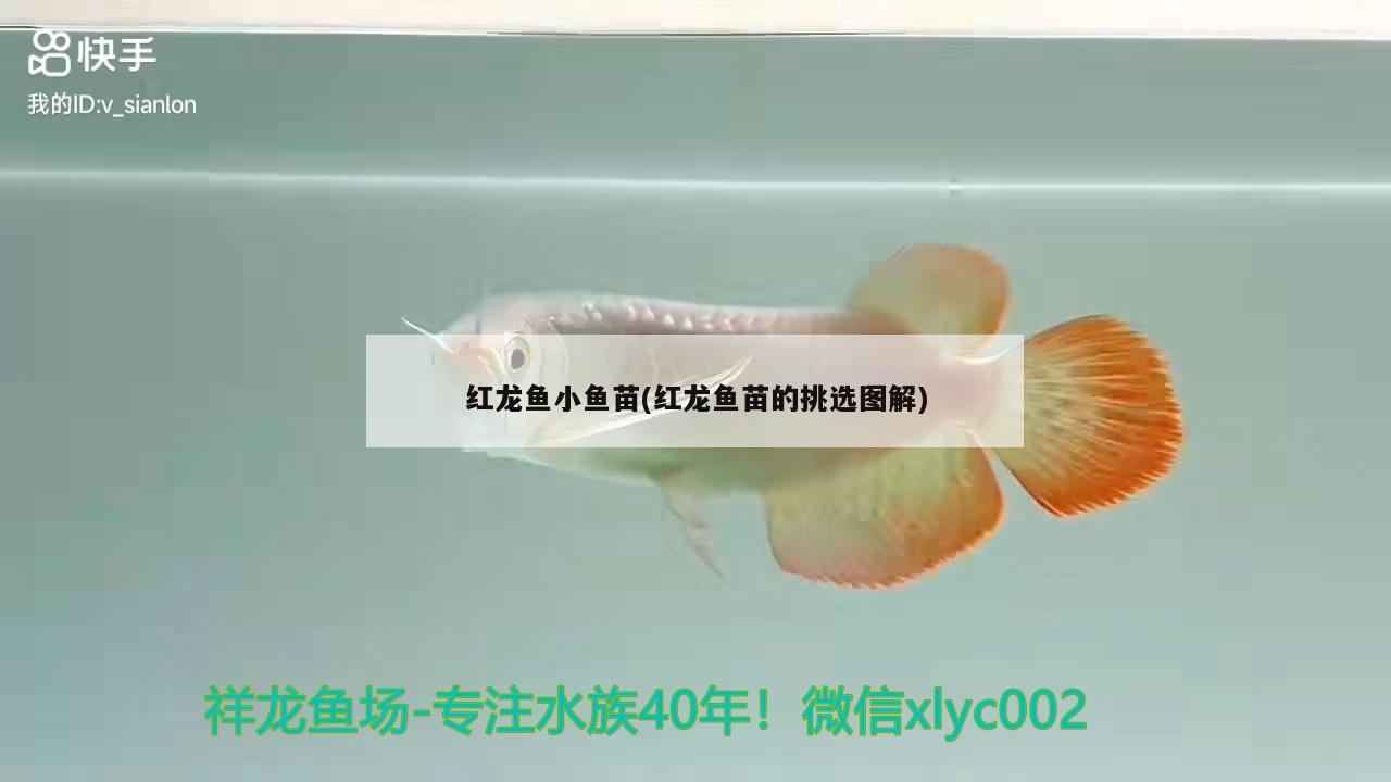 魚缸彩色燈好還是單色燈好呢(魚缸燈用什么色比較好) 伊巴卡魚