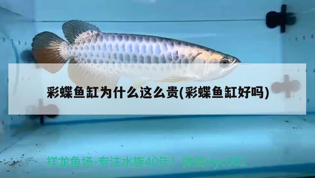 彩蝶魚缸為什么這么貴(彩蝶魚缸好嗎)