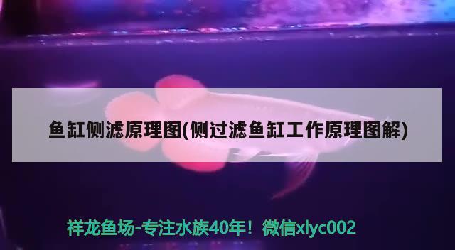 魚(yú)缸側(cè)濾原理圖(側(cè)過(guò)濾魚(yú)缸工作原理圖解)