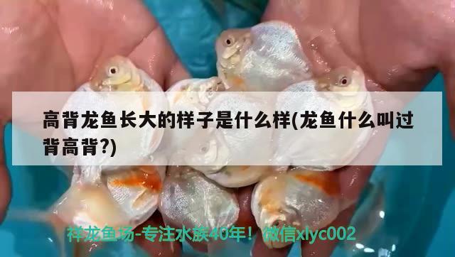 海景魚缸造景教程視頻(海水魚缸造景視頻)