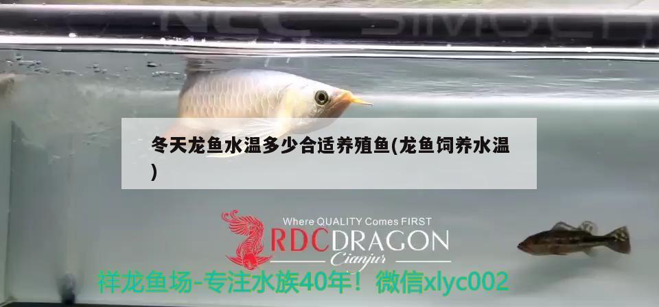 冬天龍魚(yú)水溫多少合適養(yǎng)殖魚(yú)(龍魚(yú)飼養(yǎng)水溫)