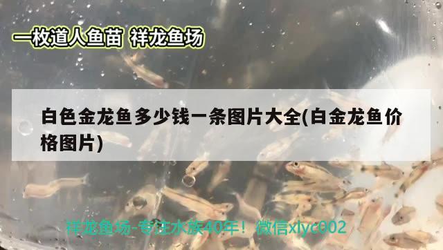 海寧市長安鎮(zhèn)伴它寵物店 全國水族館企業(yè)名錄 第1張