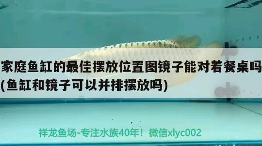 家庭魚缸的最佳擺放位置圖鏡子能對著餐桌嗎(魚缸和鏡子可以并排擺放嗎) 羽毛刀魚苗