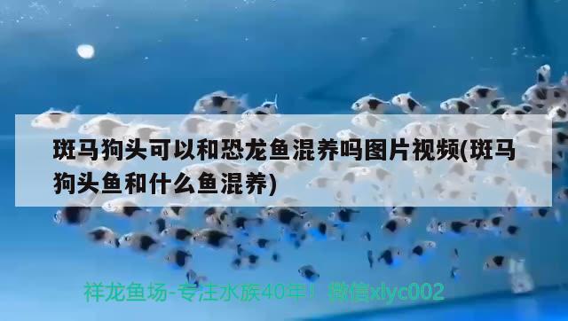 斑馬狗頭可以和恐龍魚混養(yǎng)嗎圖片視頻(斑馬狗頭魚和什么魚混養(yǎng)) 斑馬狗頭魚