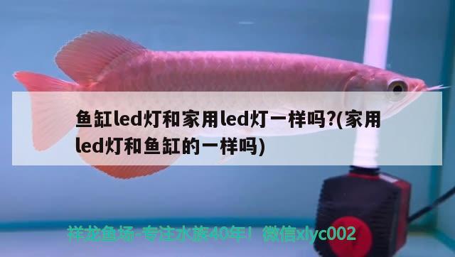 魚缸led燈和家用led燈一樣嗎?(家用led燈和魚缸的一樣嗎)