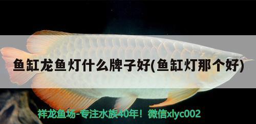 魚(yú)缸循環(huán)水過(guò)濾器（ 魚(yú)缸循環(huán)過(guò)濾水泵起什么作用） 白子球鯊魚(yú)