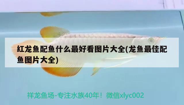 紅龍魚配魚什么最好看圖片大全(龍魚最佳配魚圖片大全) 印尼虎苗