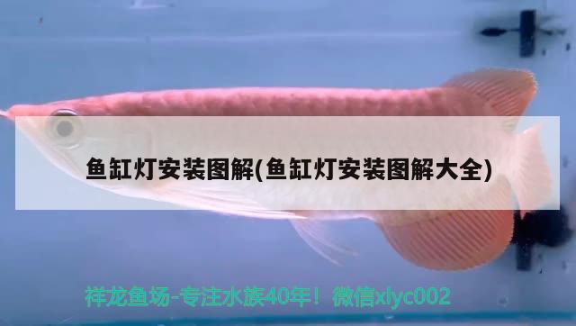 魚(yú)缸燈安裝圖解(魚(yú)缸燈安裝圖解大全) 白子關(guān)刀魚(yú)苗