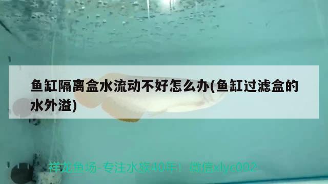 魚(yú)缸隔離盒水流動(dòng)不好怎么辦(魚(yú)缸過(guò)濾盒的水外溢) 黑帝王魟魚(yú)