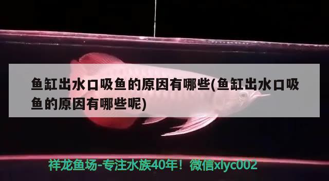 魚缸出水口吸魚的原因有哪些(魚缸出水口吸魚的原因有哪些呢) 丹頂錦鯉魚