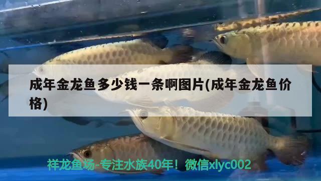 德州豹魚吃什么，德州豹可以和什么魚一起養(yǎng)