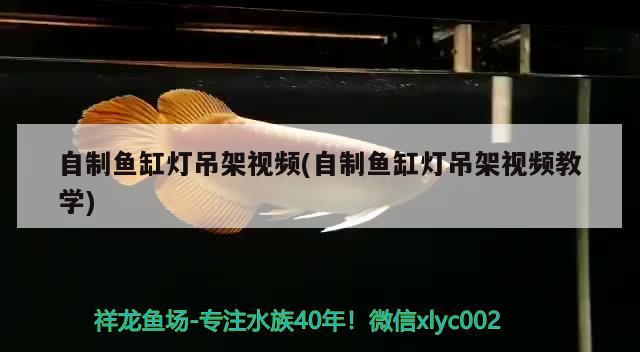 自制魚缸燈吊架視頻(自制魚缸燈吊架視頻教學)