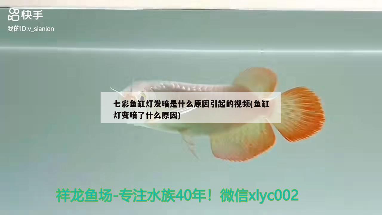 七彩魚缸燈發(fā)暗是什么原因引起的視頻(魚缸燈變暗了什么原因) 觀賞魚水族批發(fā)市場