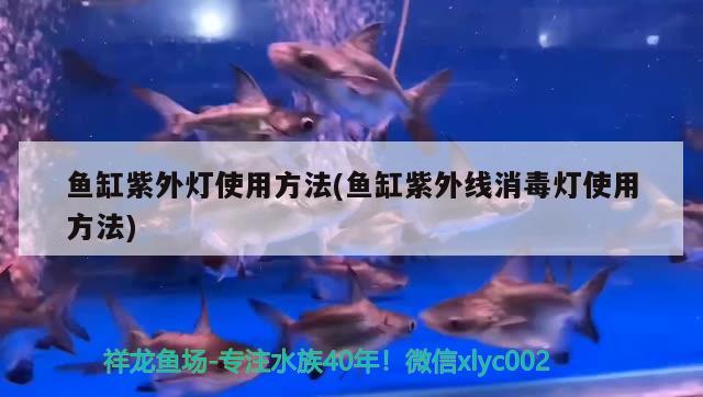 魚缸紫外燈使用方法(魚缸紫外線消毒燈使用方法) 肺魚