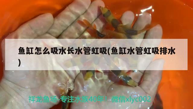 魚缸怎么吸水長水管虹吸(魚缸水管虹吸排水) 麥肯斯銀版魚