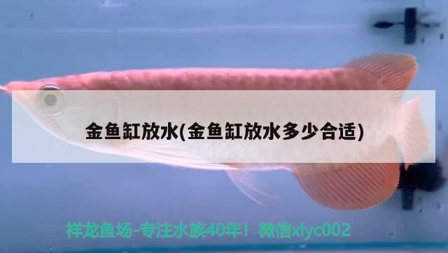 金魚缸放水(金魚缸放水多少合適) 生態(tài)瓶/創(chuàng)意缸/桌面微景缸