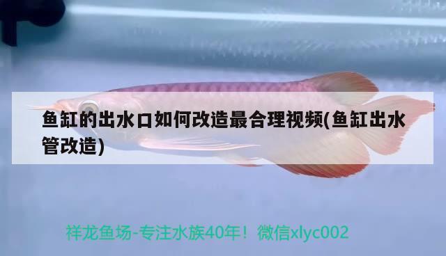 魚缸的出水口如何改造最合理視頻(魚缸出水管改造) 黑影道人魚