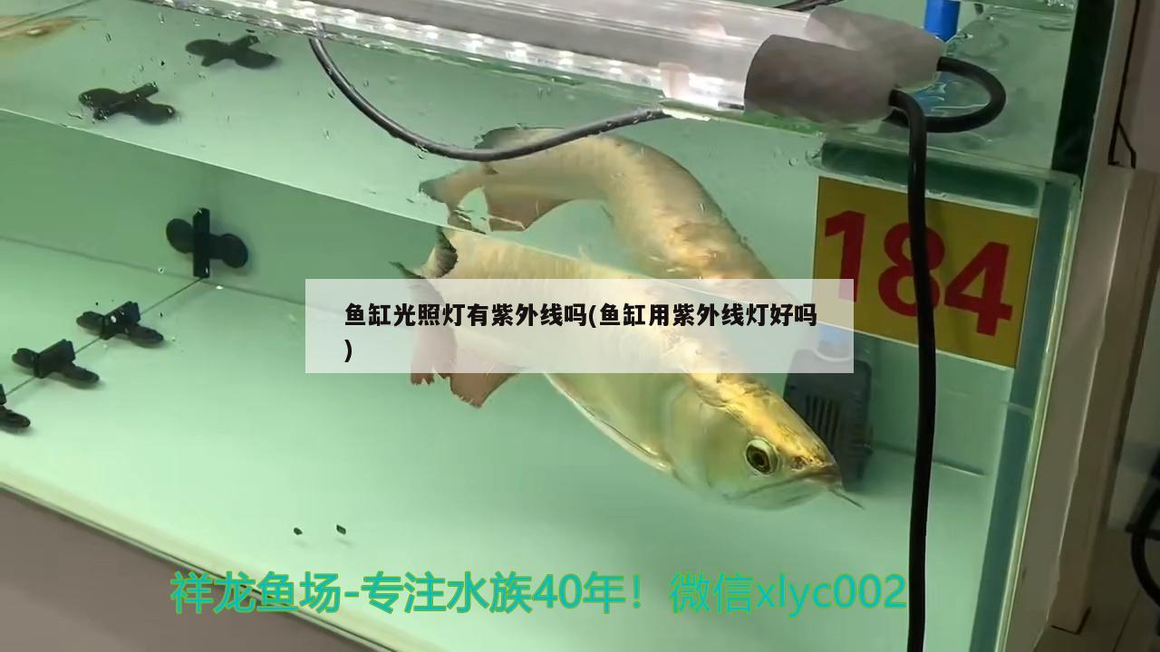 魚缸光照燈有紫外線嗎(魚缸用紫外線燈好嗎)