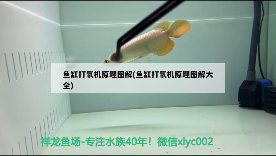 虹吸給魚缸換水(用虹吸給魚缸換水) 非洲象鼻魚