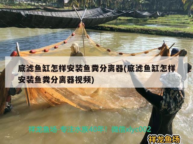 底濾魚缸怎樣安裝魚糞分離器(底濾魚缸怎樣安裝魚糞分離器視頻) 非洲象鼻魚