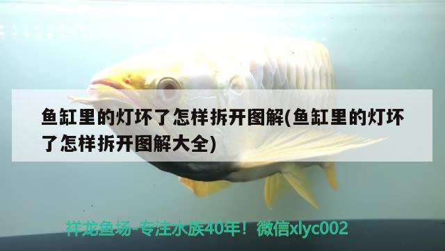 魚缸里的燈壞了怎樣拆開圖解(魚缸里的燈壞了怎樣拆開圖解大全)