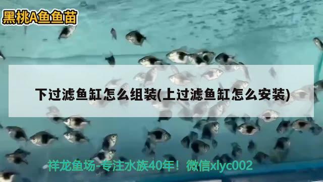 下過濾魚缸怎么組裝(上過濾魚缸怎么安裝) 球鯊魚