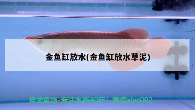 金魚缸放水(金魚缸放水草泥)