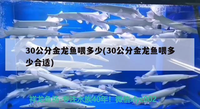 濟(jì)南金龍魚倉庫地址查詢（濟(jì)南金龍魚有限公司）