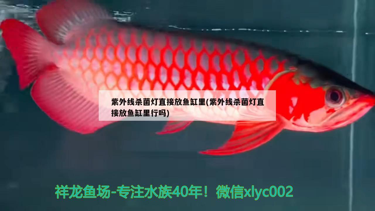 紫外線殺菌燈直接放魚缸里(紫外線殺菌燈直接放魚缸里行嗎)