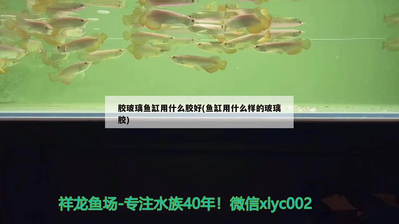 晉中觀賞魚市場開口吃兩九節(jié)蝦 觀賞魚市場（混養(yǎng)魚） 第3張