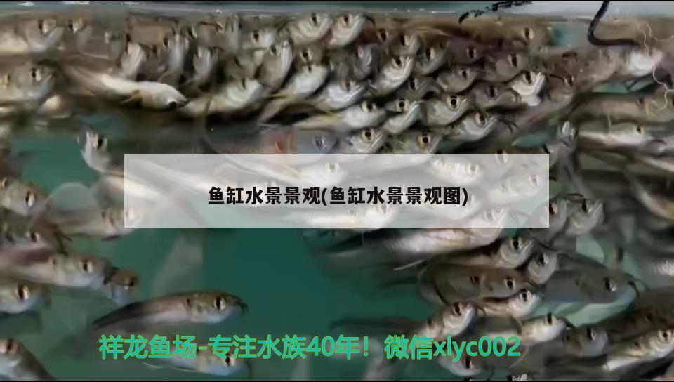 清蒸鱘龍魚圖片(紅燒鱘龍魚圖片) 三色錦鯉魚