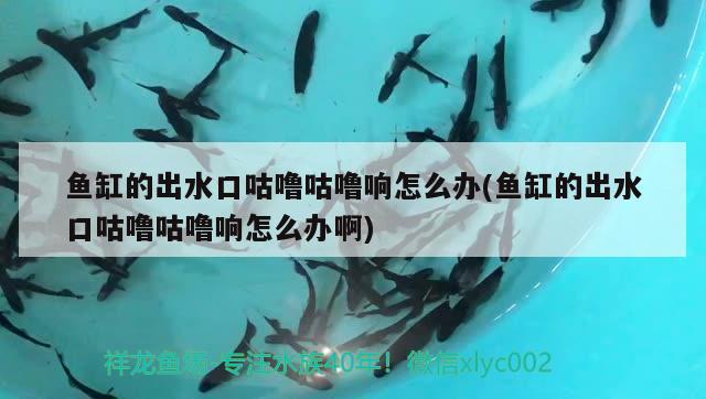 魚缸的出水口咕嚕咕嚕響怎么辦(魚缸的出水口咕嚕咕嚕響怎么辦啊) 委內(nèi)瑞拉奧里諾三間魚苗