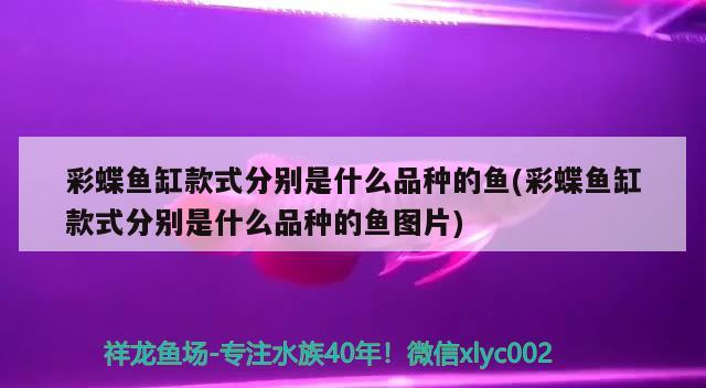 彩蝶魚缸款式分別是什么品種的魚(彩蝶魚缸款式分別是什么品種的魚圖片) 元寶鳳凰魚專用魚糧 第3張