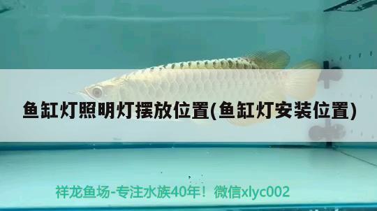 晉中觀賞魚市場開口吃兩九節(jié)蝦 觀賞魚市場（混養(yǎng)魚） 第2張