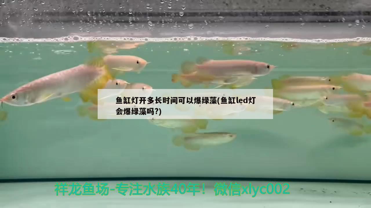 魚缸燈開多長時間可以爆綠藻(魚缸led燈會爆綠藻嗎?) 水族世界