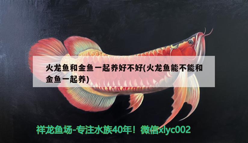 火龍魚和金魚一起養(yǎng)好不好(火龍魚能不能和金魚一起養(yǎng)) 大白鯊魚