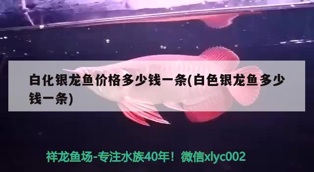 白化銀龍魚價格多少錢一條(白色銀龍魚多少錢一條) 銀龍魚百科