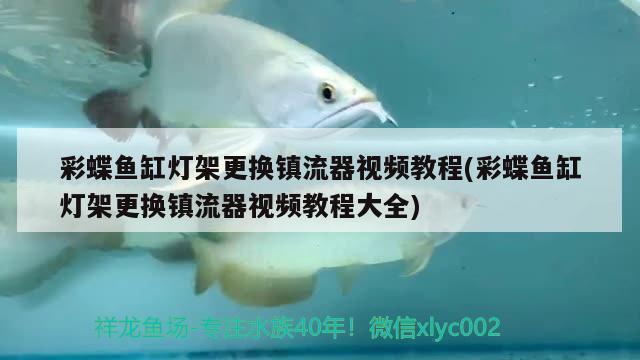 彩蝶魚缸燈架更換鎮(zhèn)流器視頻教程(彩蝶魚缸燈架更換鎮(zhèn)流器視頻教程大全) 印尼虎苗