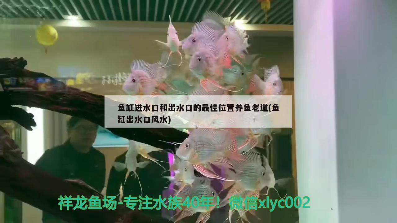 魚缸進水口和出水口的最佳位置養(yǎng)魚老道(魚缸出水口風水) 魚缸風水