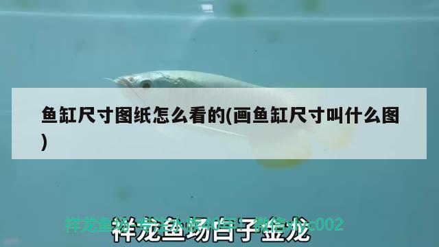 哪種魚缸過濾效果好(魚缸什么過濾效果最好)