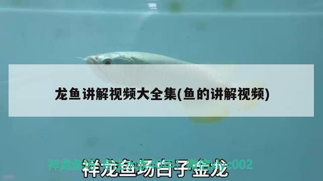 龍魚(yú)講解視頻大全集(魚(yú)的講解視頻)