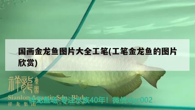 國畫金龍魚圖片大全工筆(工筆金龍魚的圖片欣賞)