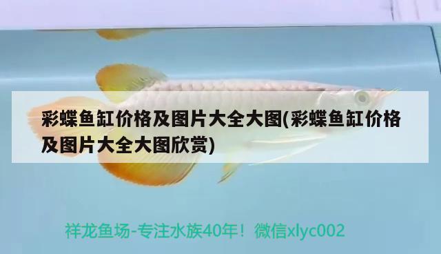 彩蝶魚缸價格及圖片大全大圖(彩蝶魚缸價格及圖片大全大圖欣賞) 白子黃化銀龍魚