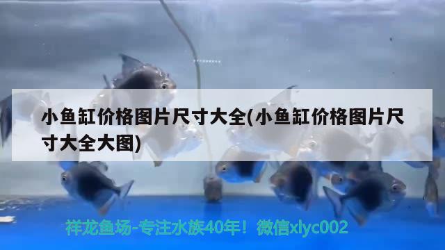 小魚缸價格圖片尺寸大全(小魚缸價格圖片尺寸大全大圖) 成吉思汗鯊（球鯊）魚