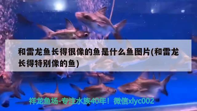 斑馬魚和孔雀魚混養(yǎng)（斑馬魚和孔雀魚混養(yǎng)的飼養(yǎng)密度） 福魟魟魚 第1張