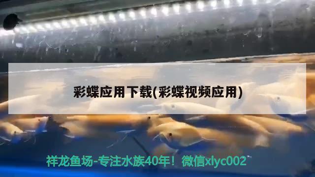 什么觀賞魚養(yǎng)的人最多：一般養(yǎng)什么魚觀賞性好點(diǎn)的