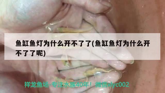 魚缸魚燈為什么開不了了(魚缸魚燈為什么開不了了呢) 恐龍王魚