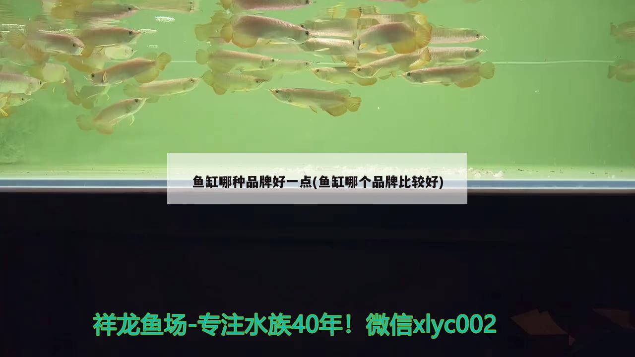 魚缸哪種品牌好一點(diǎn)(魚缸哪個(gè)品牌比較好) 印尼紅龍魚